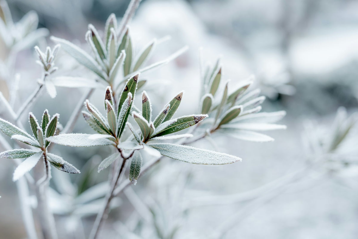 Groene bladeren met rijp in de winter