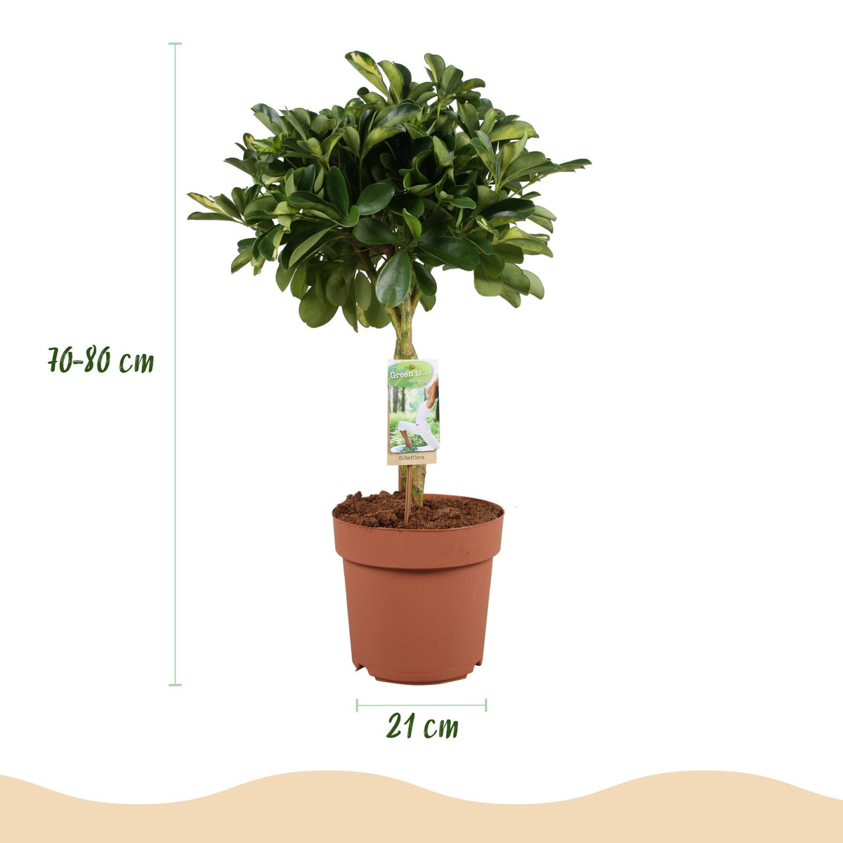 Schefflera Gold Capelle (vingersboom) in Potter-sierpot grijs – Ø21 cm, 70–80 cm hoog