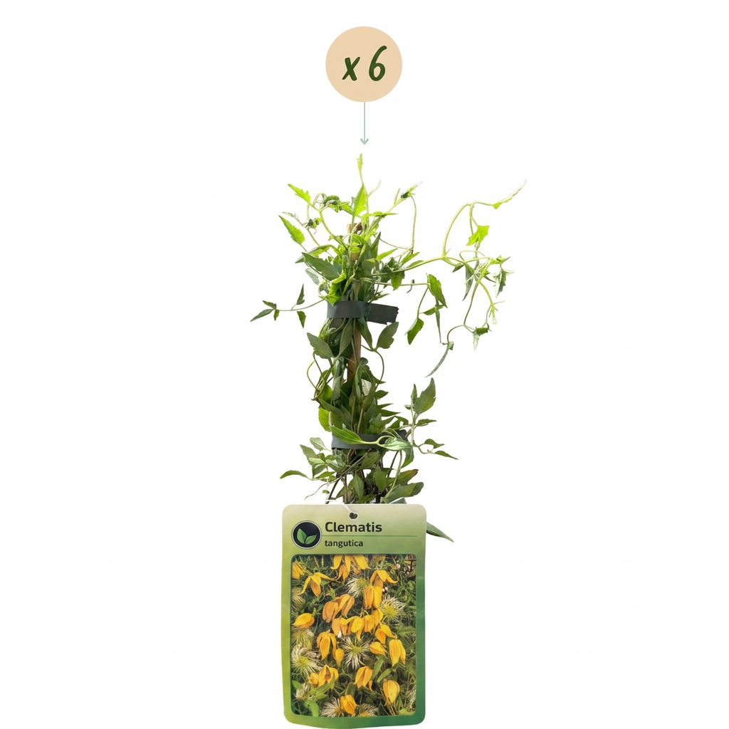 Clematis tangutica (Chinesische Waldrebe) – gelb – 6 Pflanzen, Ø9 cm, 35 cm hoch