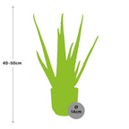 Aloe Vera 12cm in ELHO Vibes Fold 14cm gelb – 40 cm hoch