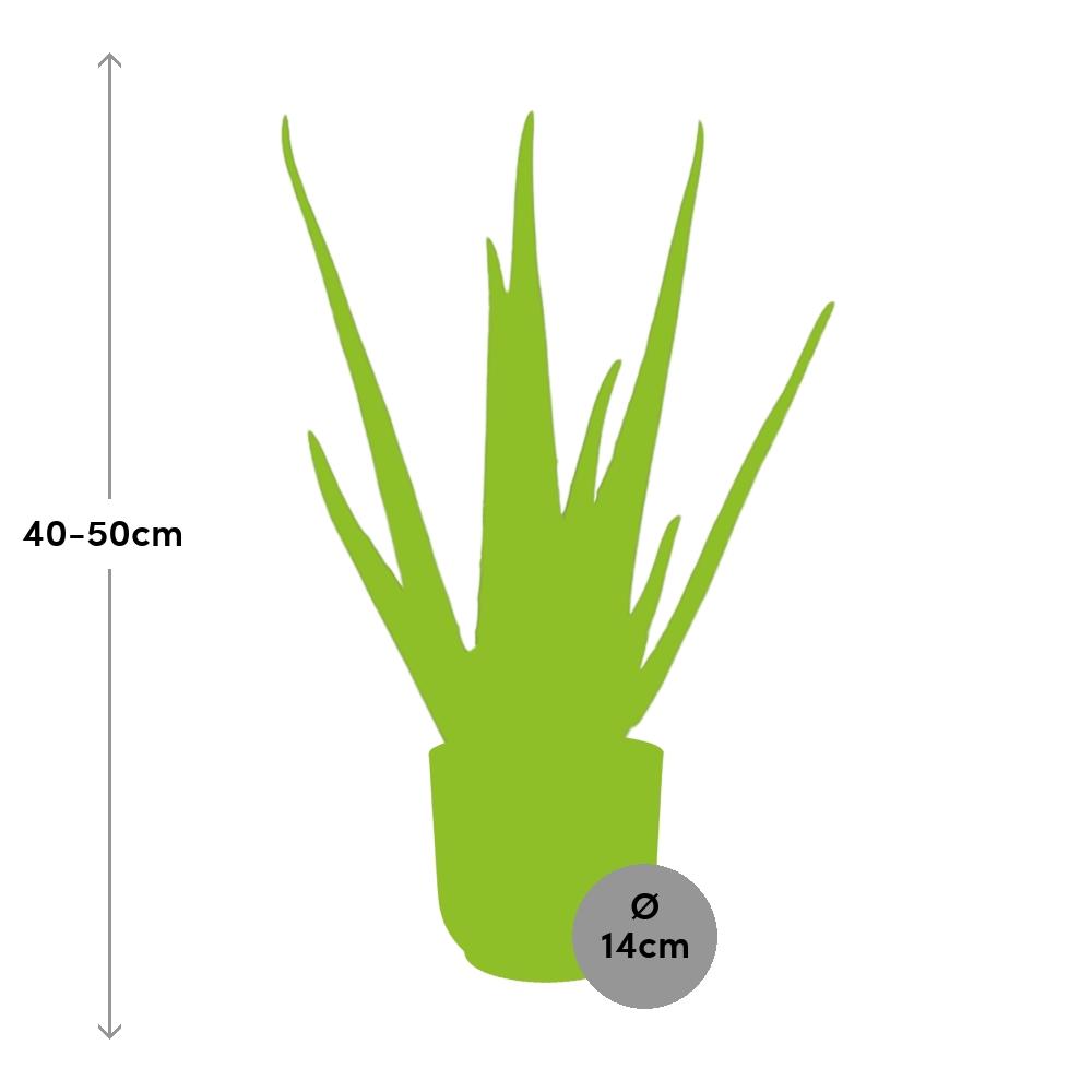 Aloe Vera 12cm in ELHO Vibes Fold 14cm gelb – 40 cm hoch