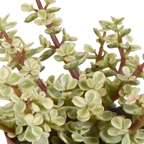 Crassula mix (jadeplant) – Ø9 cm, 18 cm hoog