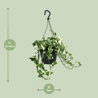Epipremnum (Scindapsus) – Ø 15 cm, 35 cm hoch