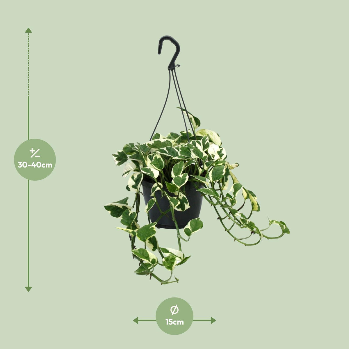 Epipremnum (scindapsus) – Ø15 cm, 35 cm hoog