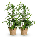 2× Dracaena surculosa (drakenboom) met mand – Ø17 cm, 60–70 cm hoog