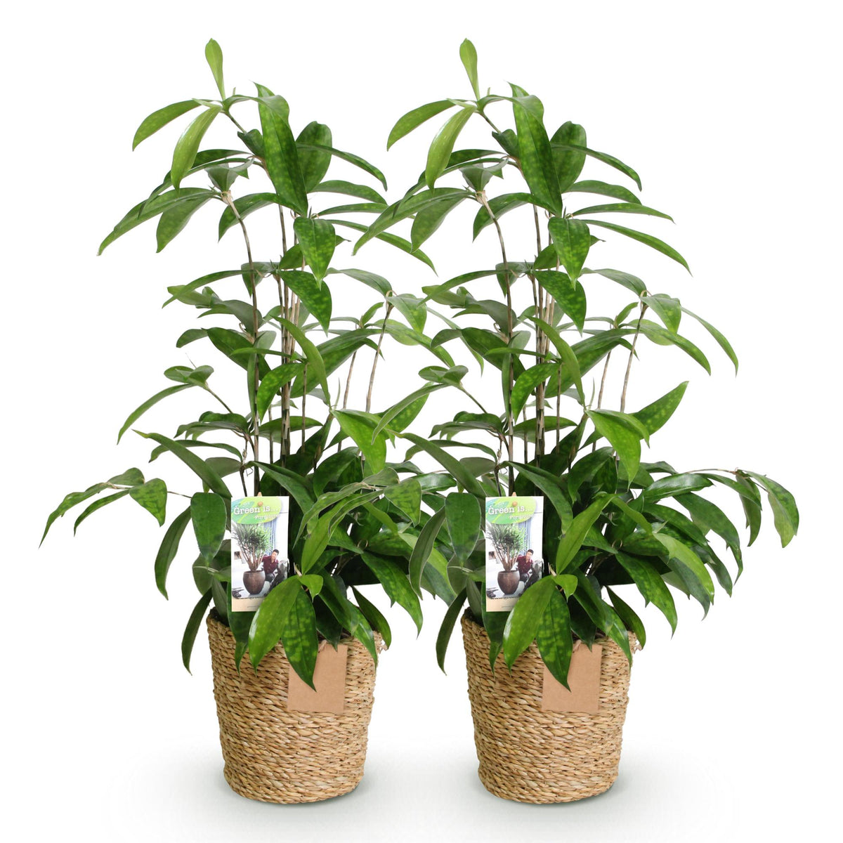 2× Dracaena surculosa (dragebreg) med kurv – Ø17 cm, 60–70 cm høj