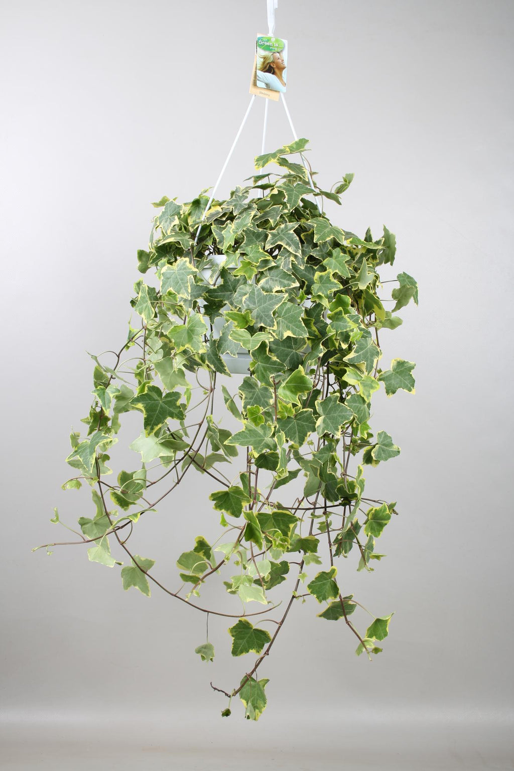 Hedera Helix Gold Child (klimop) – Ø24 cm