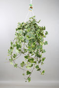 Hedera Helix Gold Child (klimop) – Ø24 cm