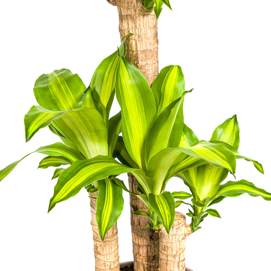 Dracaena fragrans Massangeana (Drachenbaum) mit Korb – Ø 21 cm, 90–110 cm hoch