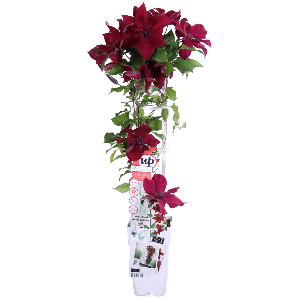 Clematis 'Nubia' (Virgin's Bower) – Ø15 cm, 65 cm high – photo 3