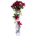 Clematis 'Nubia' (Virgin's Bower) – Ø15 cm, 65 cm high