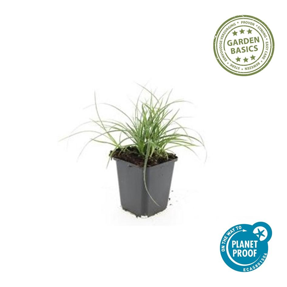 Luzula nivea (Schneegänseblümchen) – 48 Pflanzen, Ø9 cm, 10–25 cm hoch – Bild 3