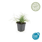 Luzula nivea (Schneegänseblümchen) – 48 Pflanzen, Ø9 cm, 10–25 cm hoch
