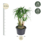 Beaucarnea vertakt (olifantspoot) – Ø41 cm, 110 cm hoog