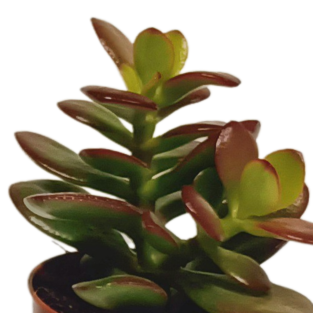 Plantes grasses sans pot décoratif – Ø 6 cm, 13 cm de haut