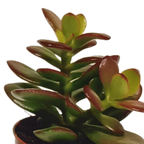 Plantes grasses sans pot décoratif – Ø 6 cm, 13 cm de haut