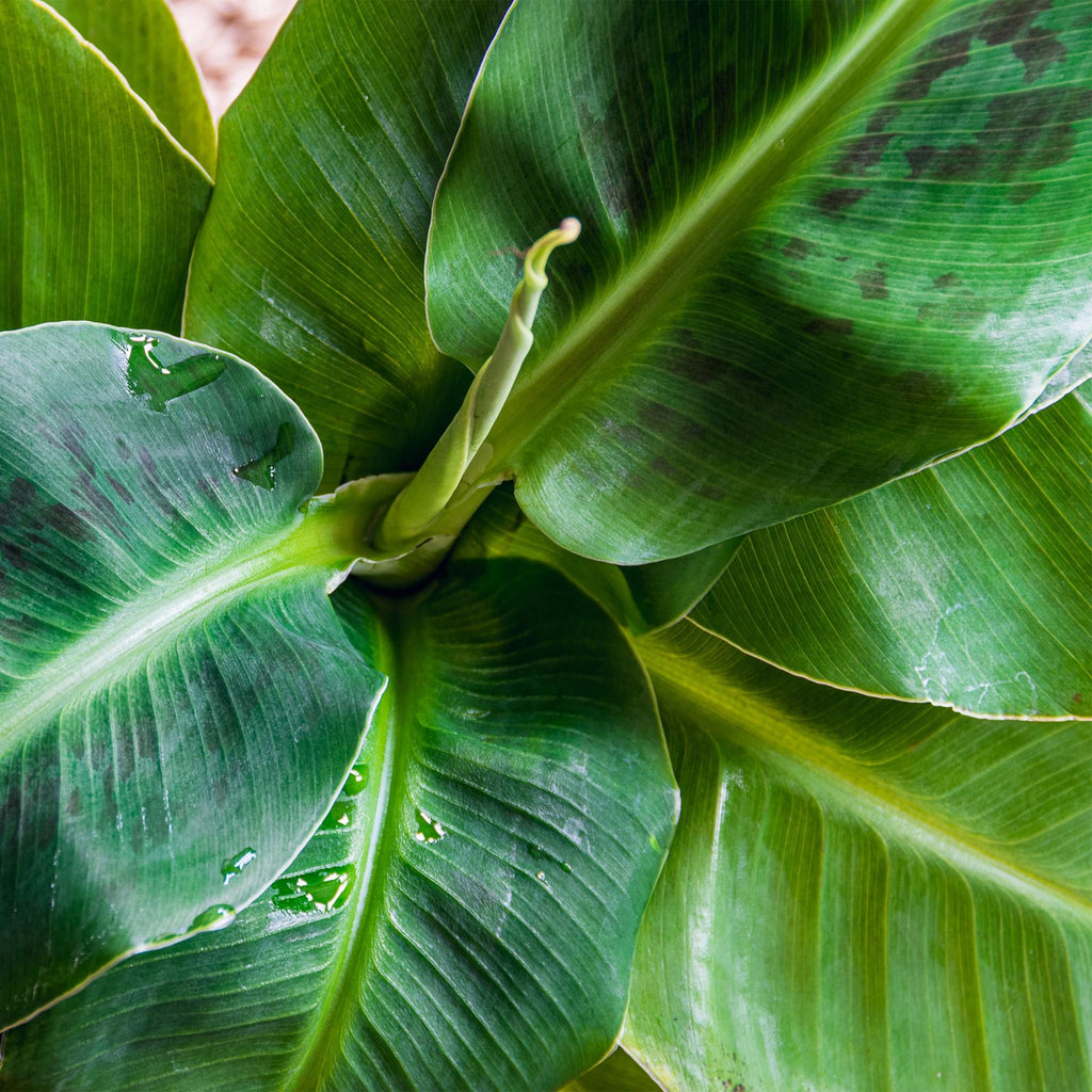Musa acuminata Dwarf Cavendish (Bananenpflanze) – Ø 21 cm, 70–75 cm hoch