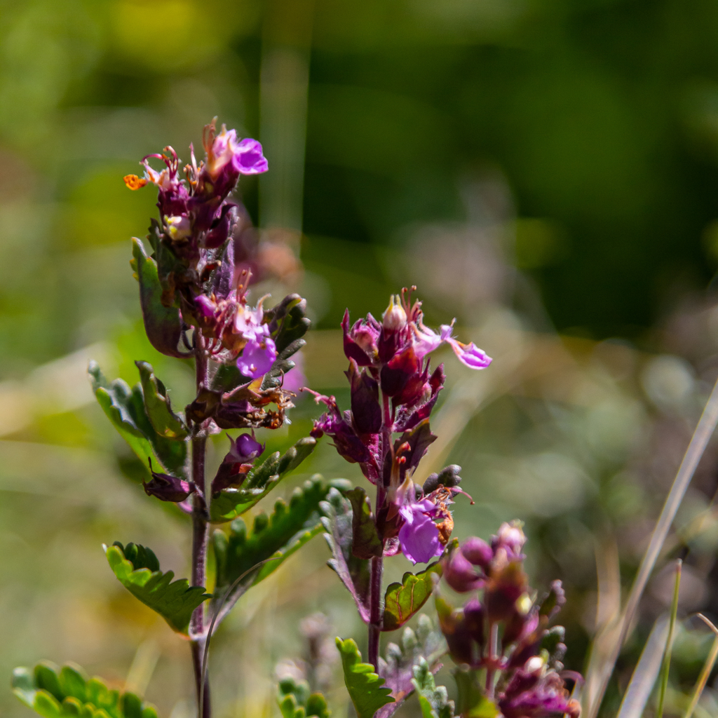 Teucrium lucidrys (Glanz-Gamander) – 24 Pflanzen, Ø 9 cm, 10–25 cm hoch – Bild 7