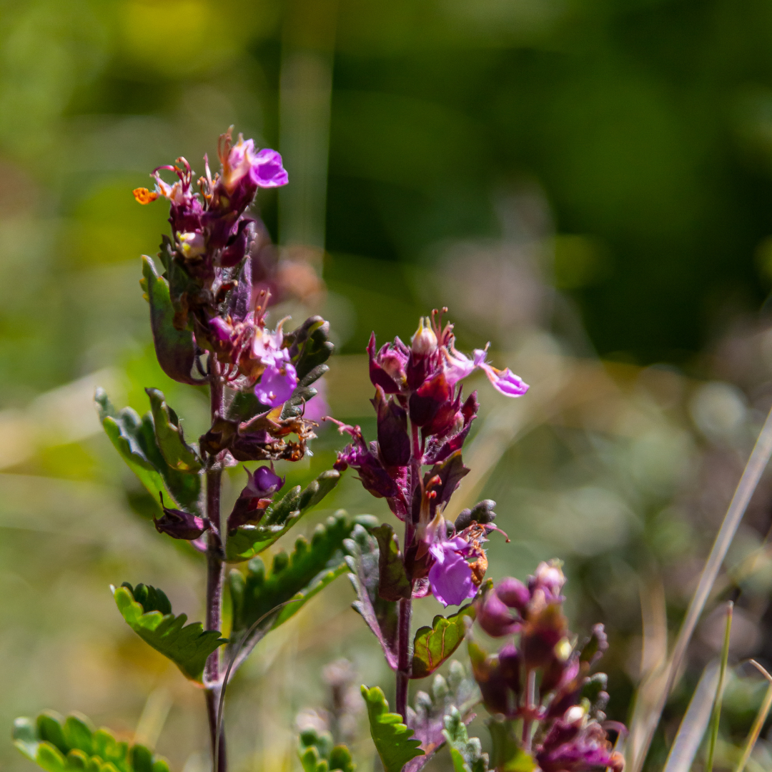 Teucrium lucidrys (Glanz-Gamander) – 24 Pflanzen, Ø 9 cm, 10–25 cm hoch – Bild 7