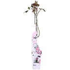 Rosa 'Crazy' (pink rose) – Ø15 cm, 65 cm high