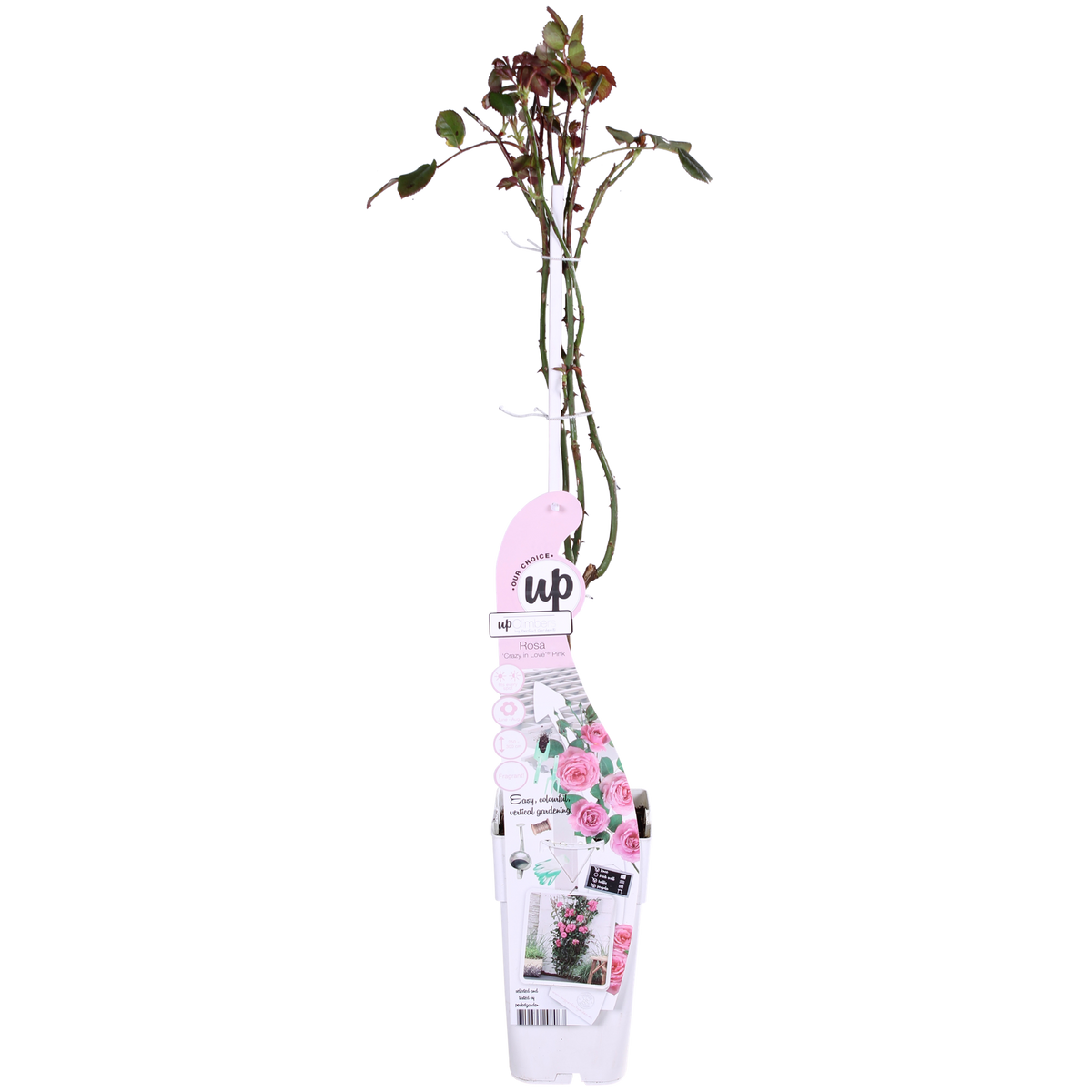 Rosa 'Crazy' (pink rose) – Ø15 cm, 65 cm high – photo 8