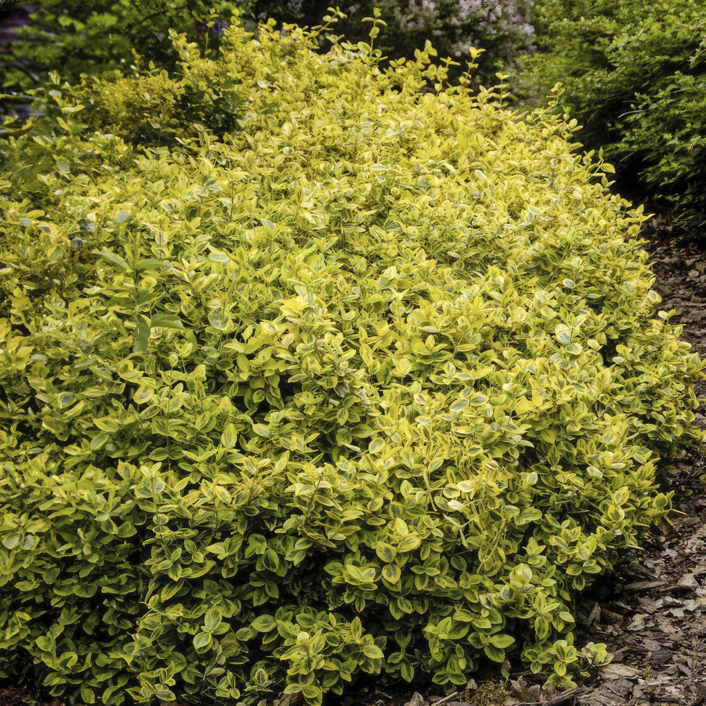 Euonymus fort. 'Emerald N Gold' (Kardinalsmuhr) – 12 Pflanzen, Ø9 cm, 10–25 cm hoch – Bild 6