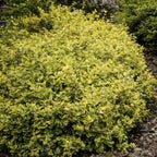 Euonymus fort. 'Emerald N Gold' (Kardinalsmuhr) – 12 Pflanzen, Ø9 cm, 10–25 cm hoch