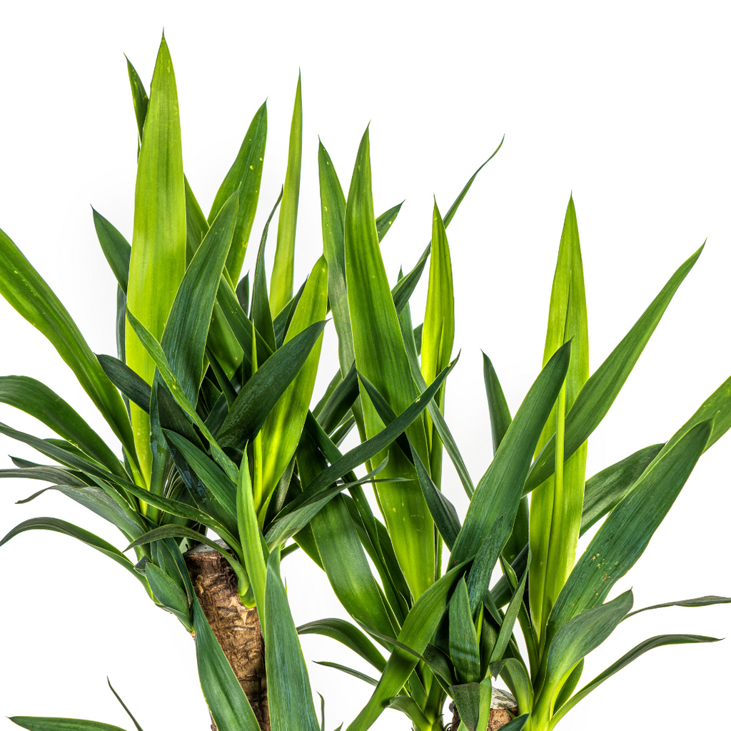 Yucca elephantipes forgrenet med kurv – Ø21 cm, 60–70 cm høj