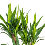 Yucca elephantipes forgrenet med kurv – Ø21 cm, 60–70 cm høj