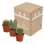 Cactus mix (Cactaceae) zonder sierpot – Ø9 cm, 18 cm hoog