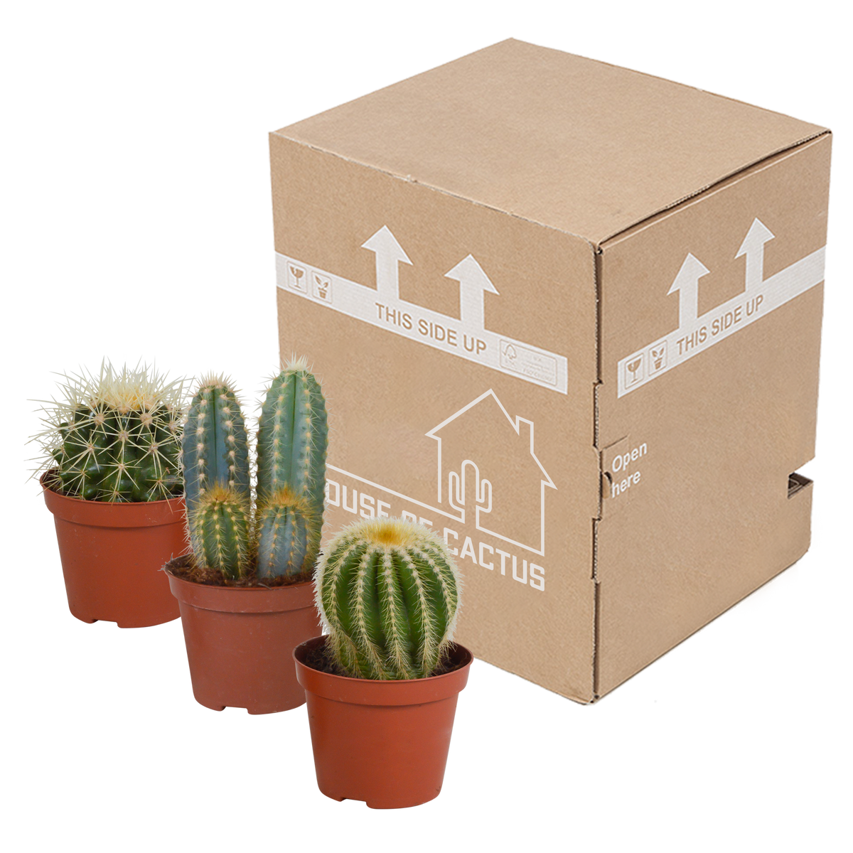 Kaktusmix (Cactaceae) uden pyntepotte – Ø9 cm, 18 cm høj