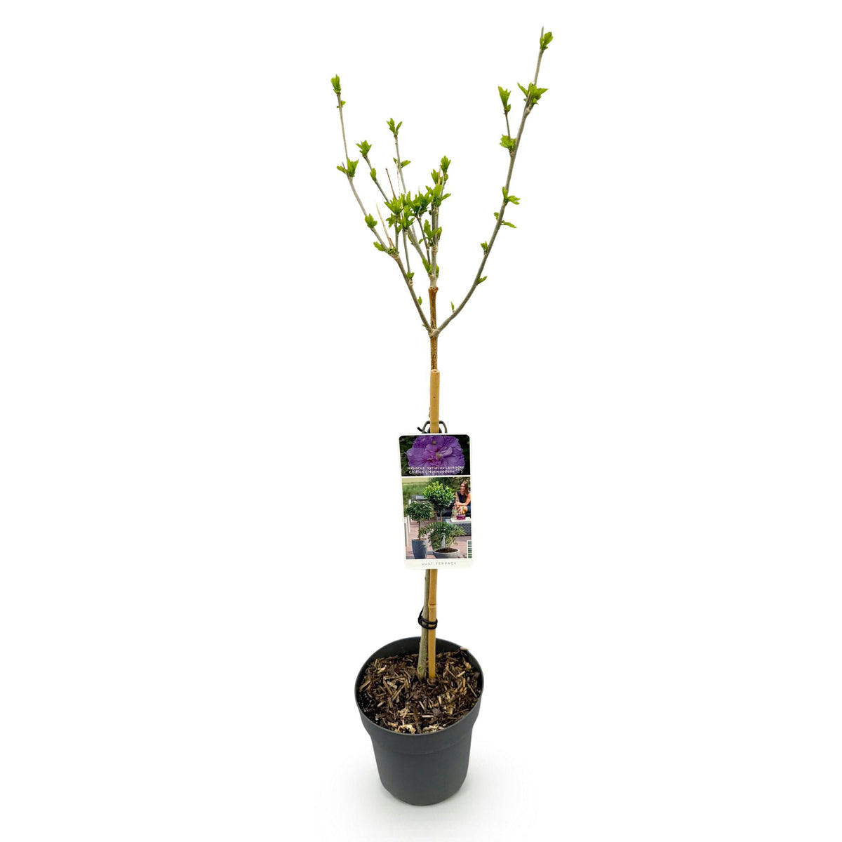 Hibiscus syriacus 'Lavendor Chiffon' (tuinhibiscus) op stam – Ø19 cm, 90 cm hoog