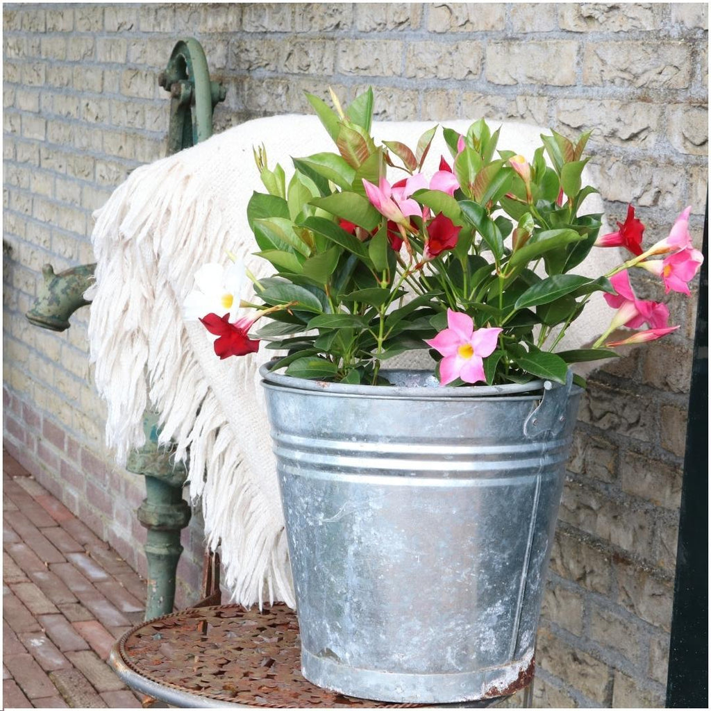 Mandevilla 'Pink' (dipladenia) – 6 plants, Ø12 cm, 25 cm high – photo 2