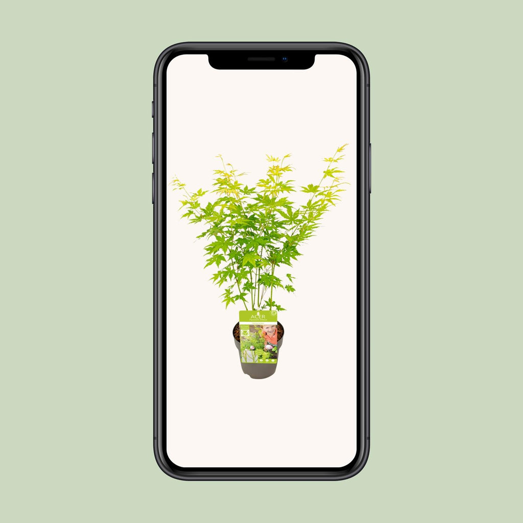 Acer palmatum 'Going Green' (Japanse esdoorn) – Ø15 cm, 30 cm hoog