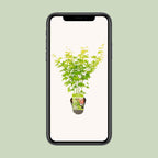 Acer palmatum 'Going Green' (Japanse esdoorn) – Ø15 cm, 30 cm hoog