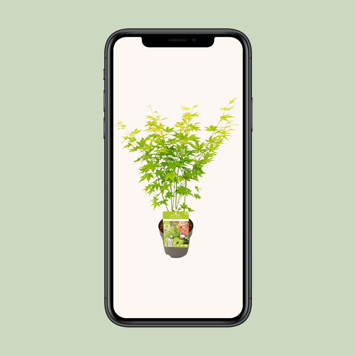 Acer palmatum 'Going Green' (Japanse esdoorn) – Ø15 cm, 30 cm hoog
