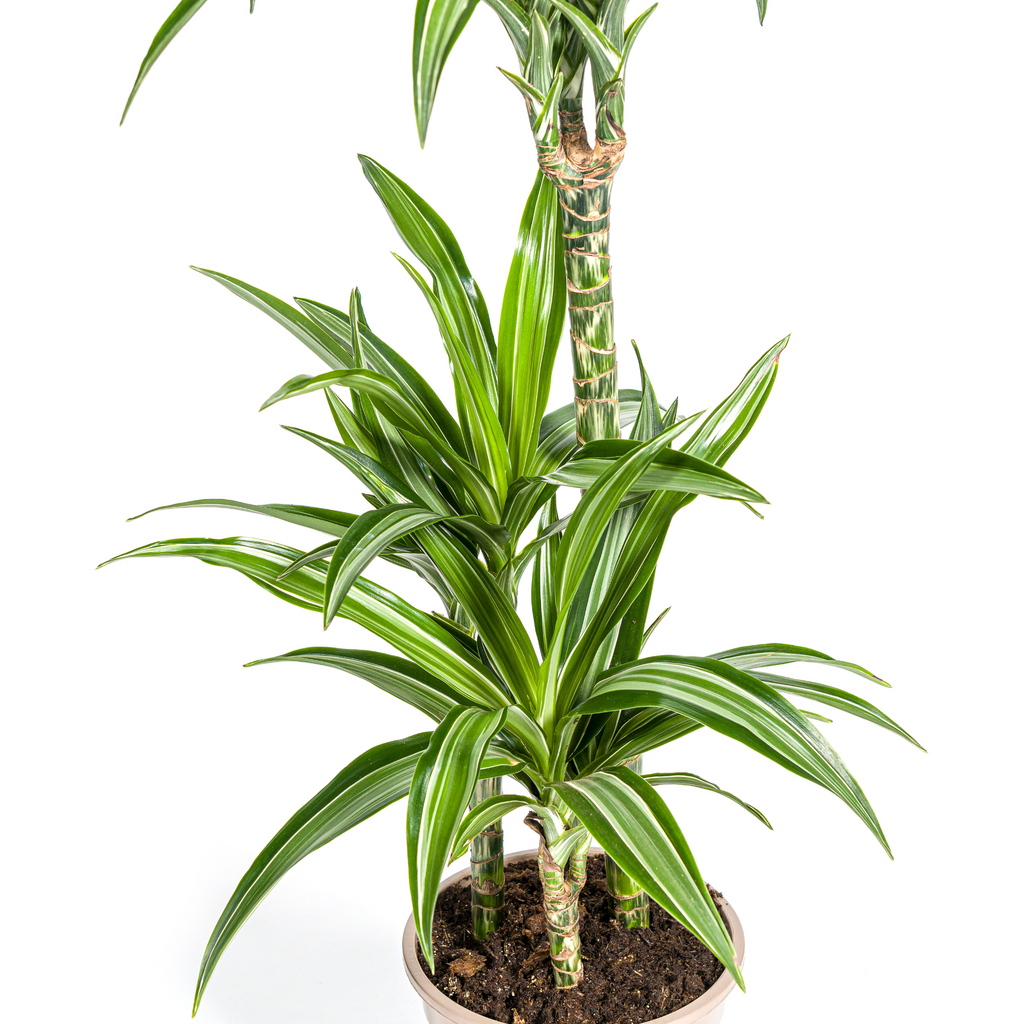 Dracaena Deremensis White Stripe (Drachenbaum) mit Korb – Ø 21 cm, 90–110 cm hoch