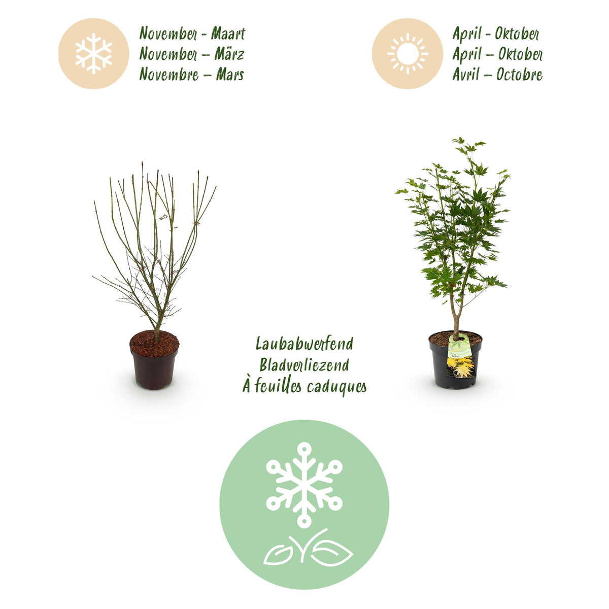 Acer palmatum 'Jordan' (Japanse esdoorn) – geel – Ø26 cm, 90 cm hoog