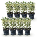 Euonymus japonicus 'White Spire' (kardinaalsmuts) – wit – 8 planten, Ø9 cm, 20–30 cm hoog