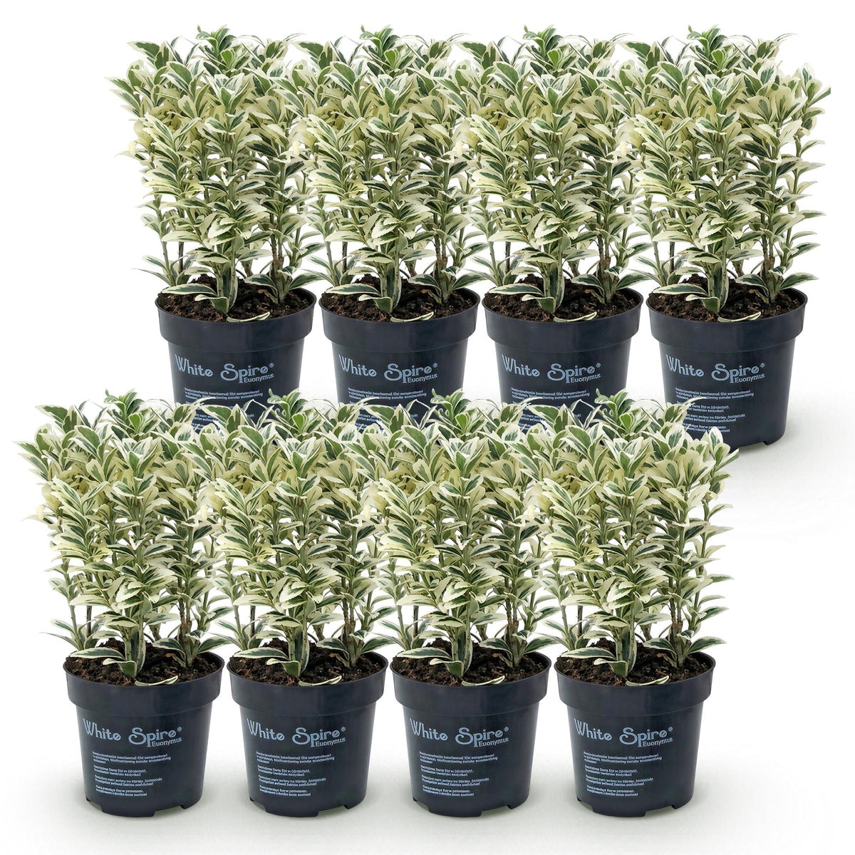 Euonymus japonicus 'White Spire' (kardinaalsmuts) – wit – 8 planten, Ø9 cm, 20–30 cm hoog – foto 2