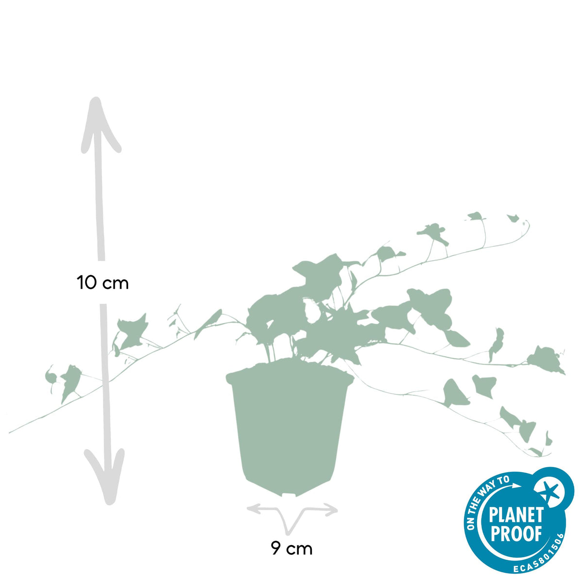 Hedera helix 'Glacier' (klimop) – 12 planten, Ø9 cm, 10–25 cm hoog – foto 3