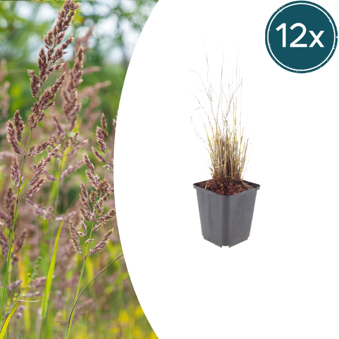 Calamagrostis brachytricha (struisriet) – 12 planten, Ø9 cm, 10–25 cm hoog