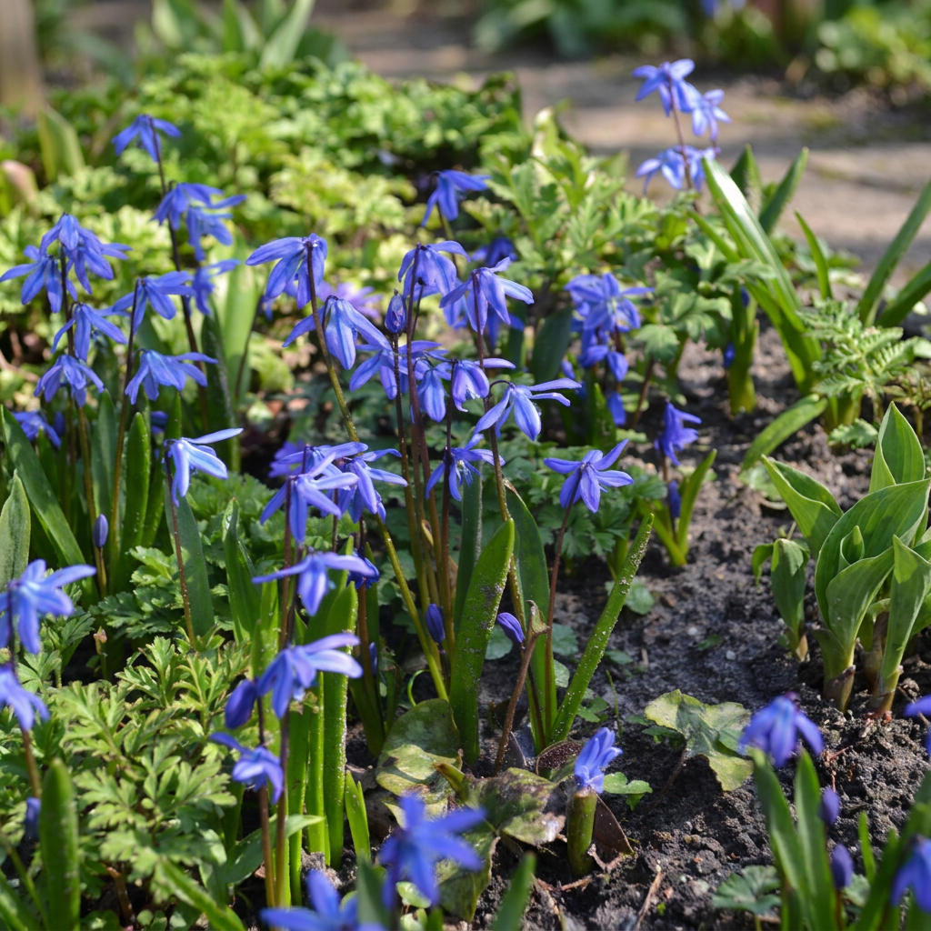 Scilla de Sibérie (Scilla siberica) – 100 bulbes (calibre 7/8)
