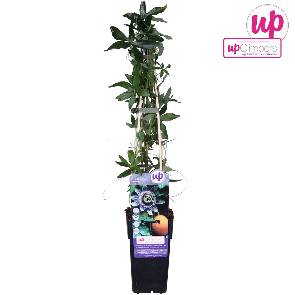 Passiflora 'Caerulea' (passion flower) – Ø15 cm, 65 cm high – photo 7