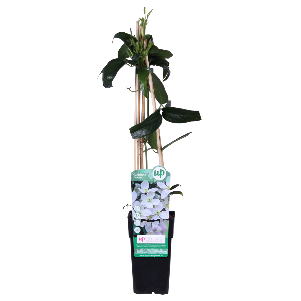 Clematis armandii (Armand's clematis) – Ø15 cm, 65 cm high