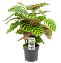 Calathea makoyana – Ø14 cm, 45 cm høj