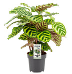 Calathea makoyana – Ø14 cm, 45 cm høj