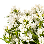 Campanula 'Glomerata Genti White' (bellflower) – Ø19 cm, 30–40 cm high