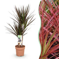Dracaena Magenta (drakträd) – Ø17 cm, 70–80 cm hög