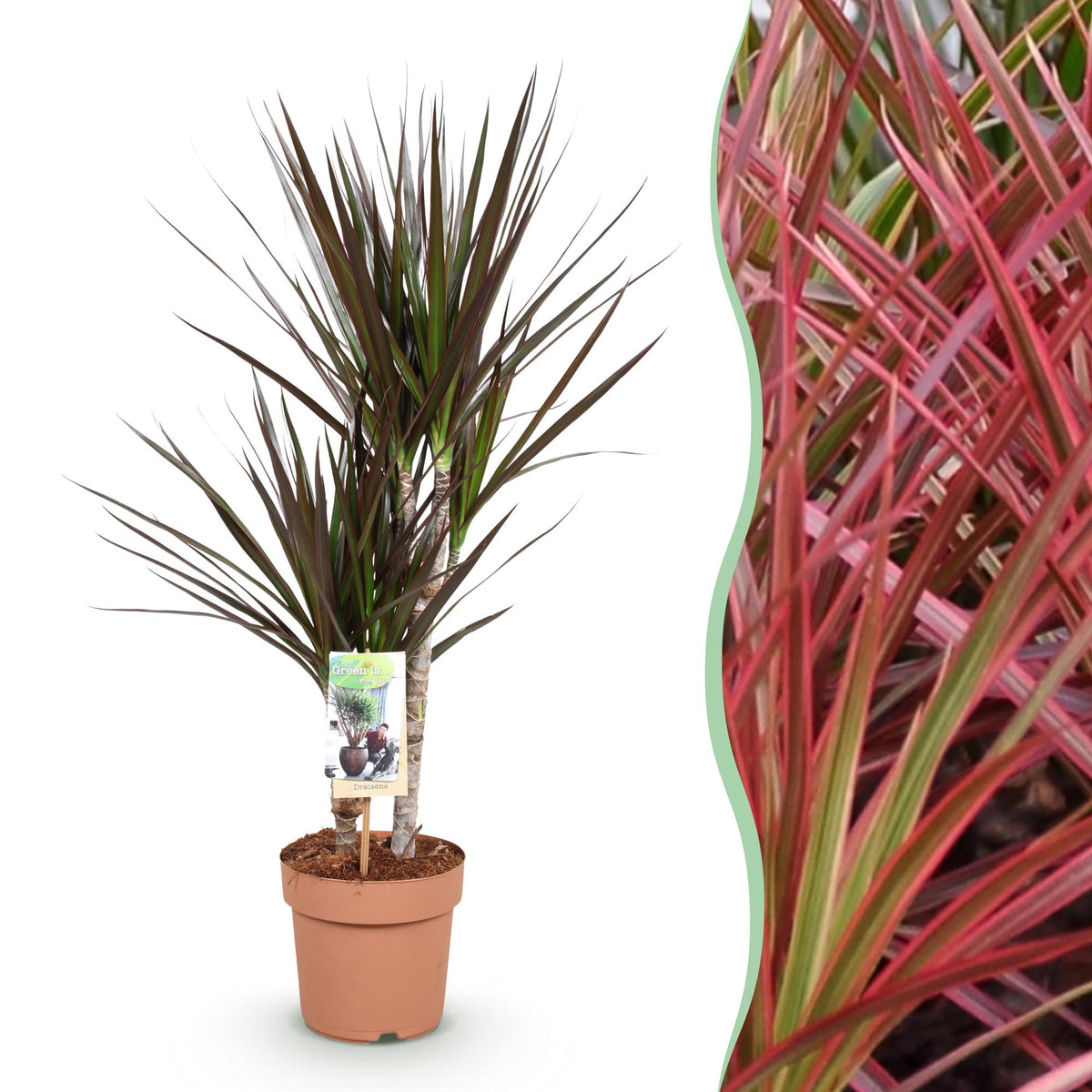 Dracaena Magenta (drakenboom) – Ø17 cm, 70–80 cm hoog